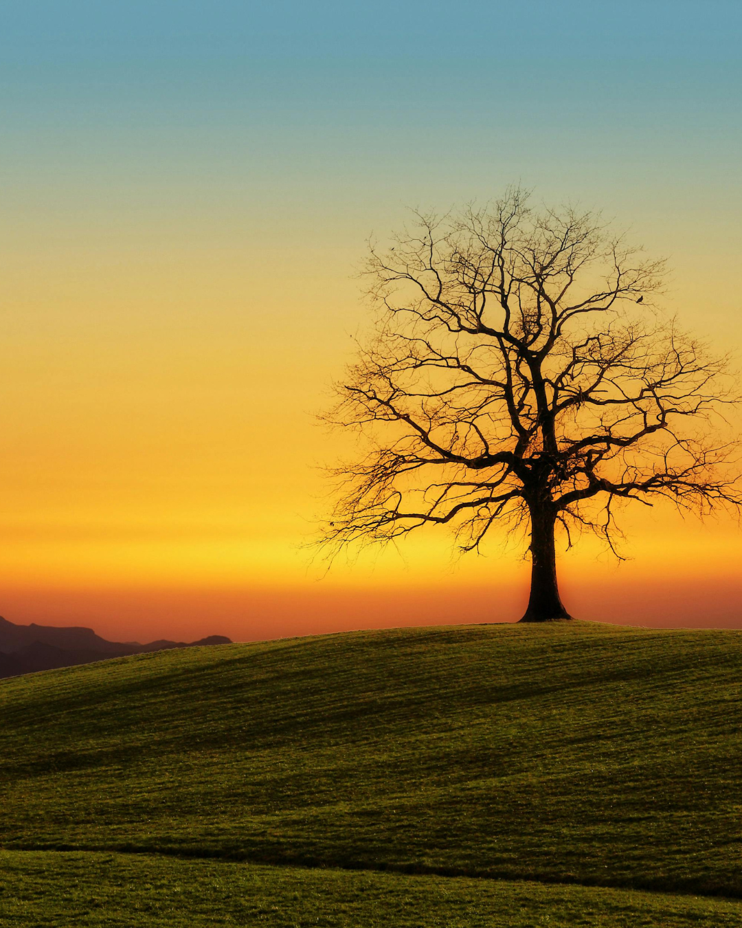 Et si les arbres nous inspiraient ?