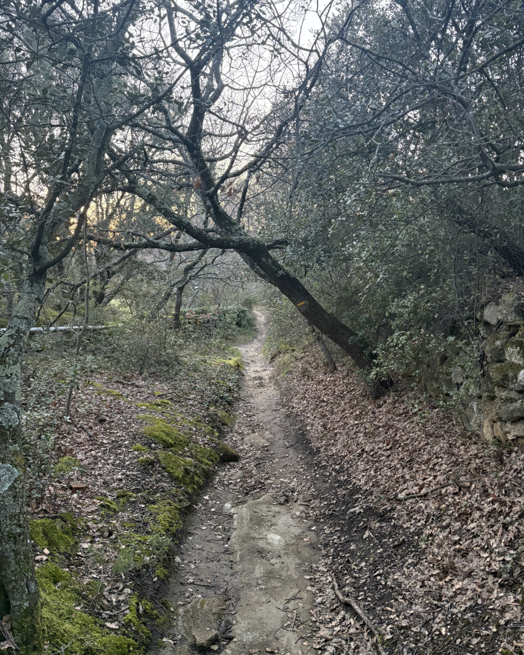 Entre chien et loup